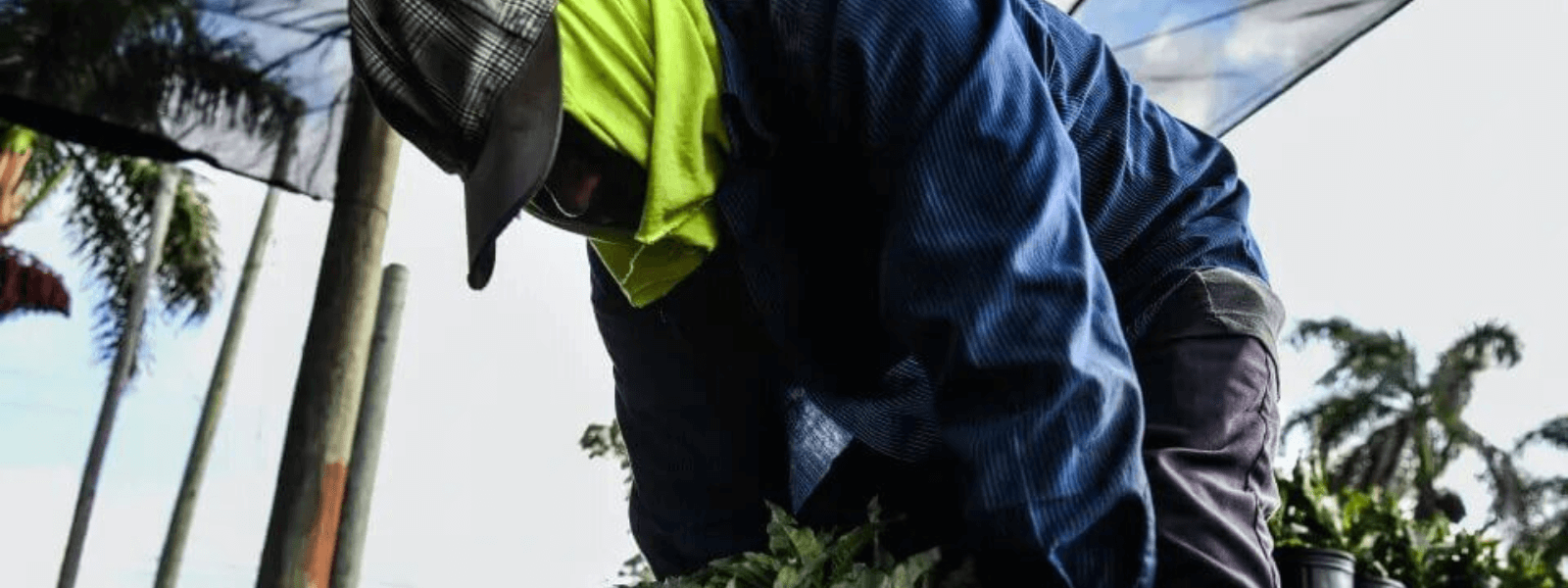 se frenara la ley sb 1718 decisiones judicia les y su impacto en inmigrantes en florida
